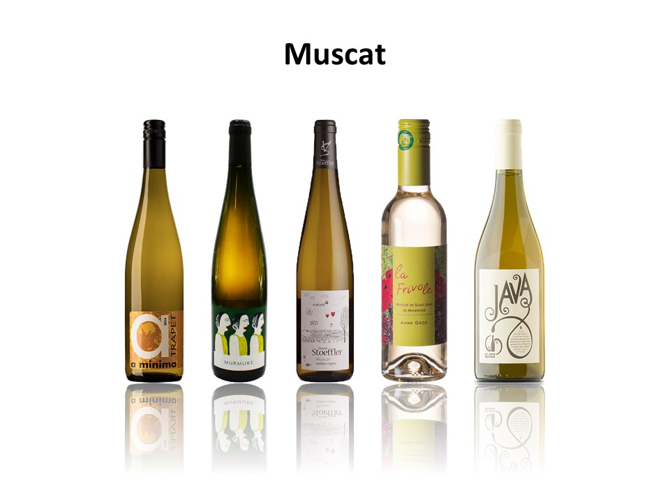 wine varieties - muscat.jpg