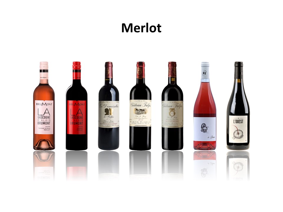 wine varieties - merlot.jpg