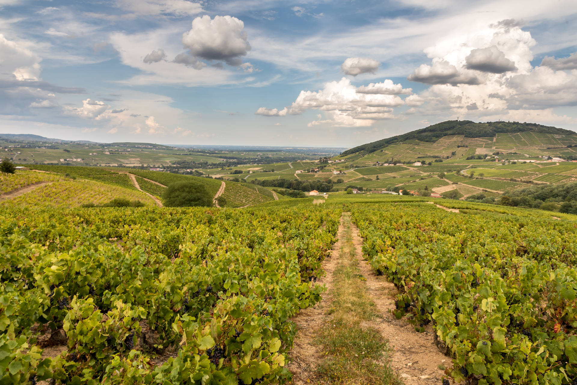 3-L_appellation-Brouilly.jpg