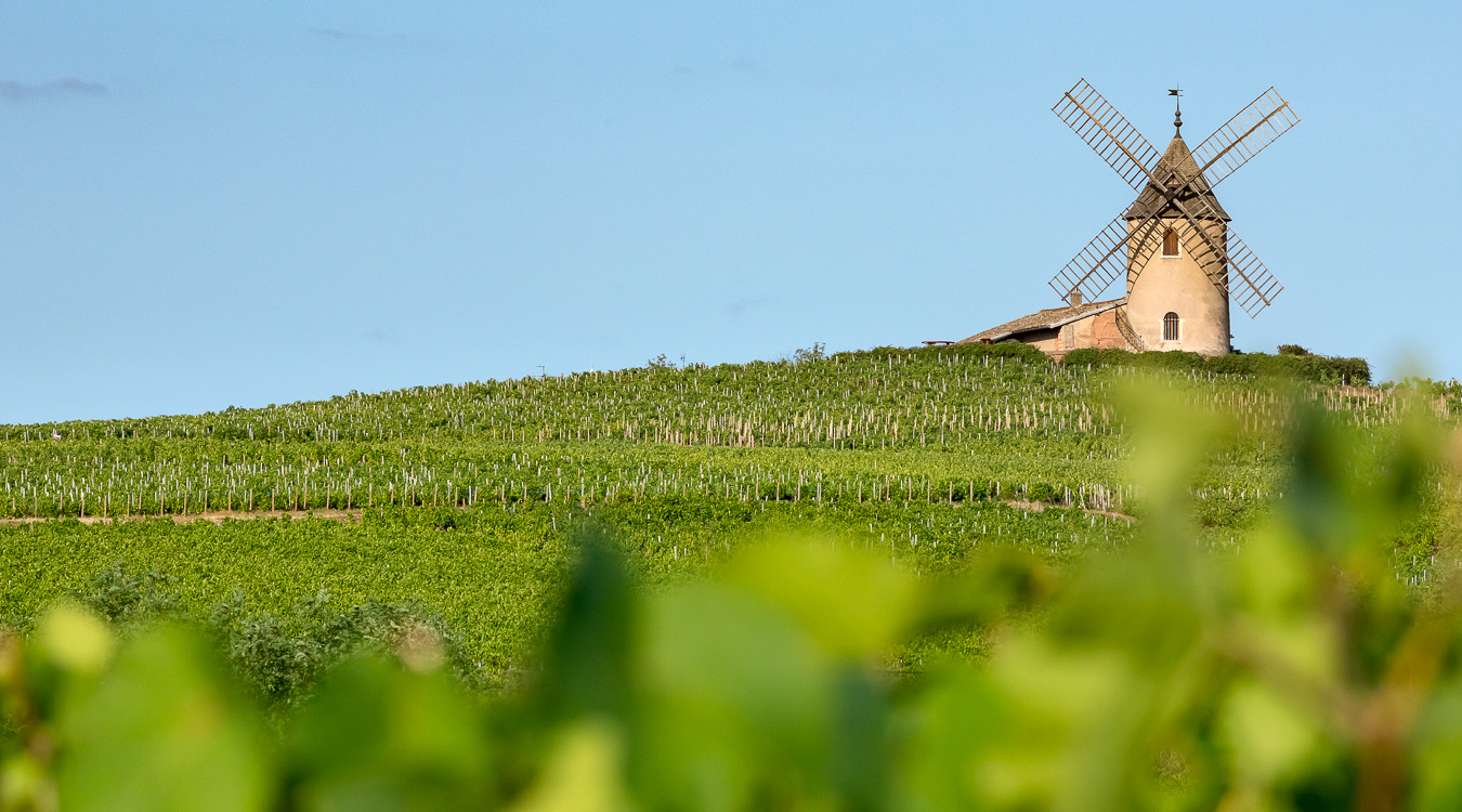 appellation-moulin-a-vent.jpg